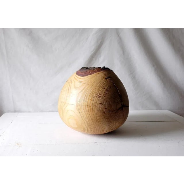 Contemporary Cedrus Deodara #1 by Mark Bellini For Sale - Image 3 of 12