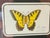 Vintage Butterfly Collage in Antique Brass Frame For Sale - Image 4 of 5