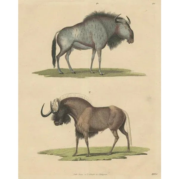 Wildebeest Blue and Black Gnu, 1845, Paper For Sale - Image 3 of 6