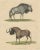Wildebeest Blue and Black Gnu, 1845, Paper For Sale - Image 3 of 6