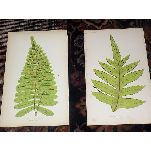 Mid 19th Century Antique 19th Century Botanical Fern Wood Engravings - Set of 12 For Sale - Image 5 of 8