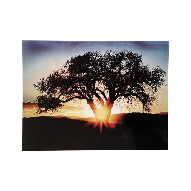 "Sun Beam Through the Tree Crook" Contemporary Landscape Color Photograph From the Estate of Gleb Derujinsky For Sale