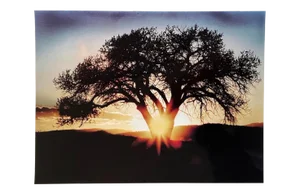 "Sun Beam Through the Tree Crook" Contemporary Landscape Color Photograph From the Estate of Gleb Derujinsky