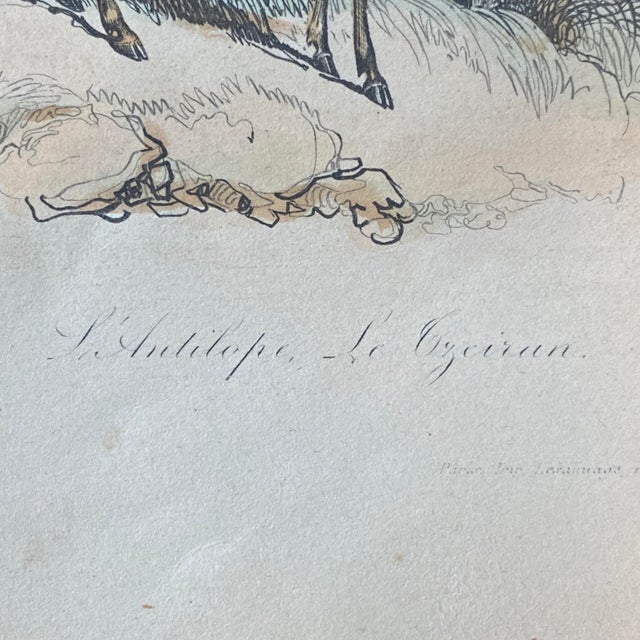 18th Century French Antique 18th Century "La Gazelle" Animal Engraving Hand Colored Signed Artwork For Sale - Image 5 of 12