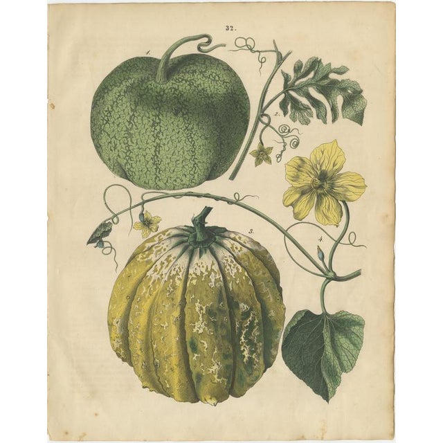 Antique Pumpkin and Cucumber Botanical Prints, Garden Fruits, Germany 1852 This visually striking two-plate set...