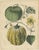 Antique Pumpkin and Cucumber Botanical Prints, Garden Fruits, Germany 1852 This visually striking two-plate set...