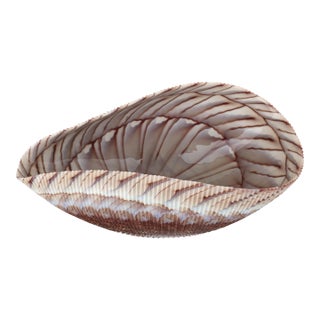 Large Yalos Murano Shell Ivory and Brown Glass Bowl - Folded Glass Centerpiece For Sale
