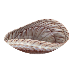 Large Yalos Murano Shell Ivory and Brown Glass Bowl - Folded Glass Centerpiece