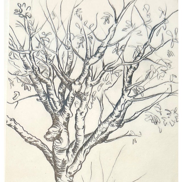1980s Original Pencil Sketch of a Tree For Sale - Image 5 of 5