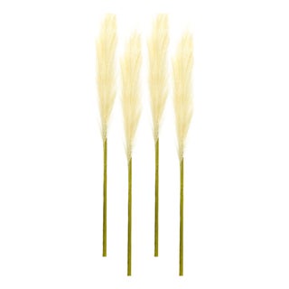 Cream Pampas Gass Stem (Set of 4) For Sale