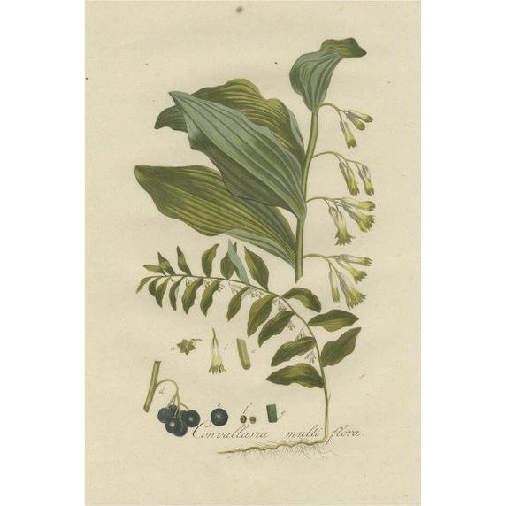 Sepp, Polygonatum Multiflorum or Solomon's Seal, 1807, Print For Sale