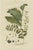 Sepp, Polygonatum Multiflorum or Solomon's Seal, 1807, Print For Sale