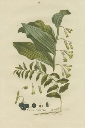 Sepp, Polygonatum Multiflorum or Solomon's Seal, 1807, Print