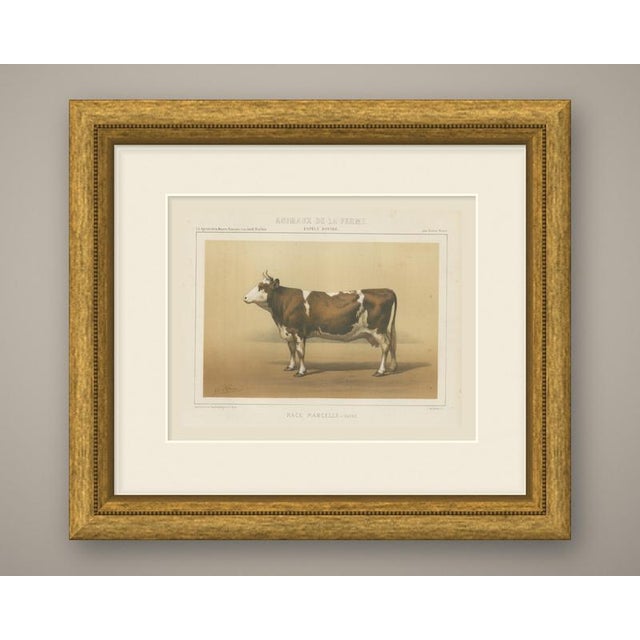 An original antique chromolithograph, printed in color, lettered "race mancelle, vache." and published in paris about 1863...