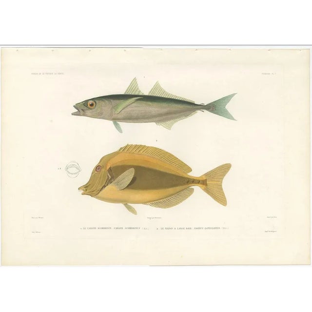 Antique Print of Mackerel Jack and Orange Spine Unicornfish – Paris 1846 This elegant hand-colored lithograph features two...
