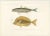Antique Print of Mackerel Jack and Orange Spine Unicornfish – Paris 1846 This elegant hand-colored lithograph features two...