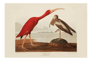 1990s Scarlet Ibis After Audubon, Large Chinoiserie Style Print