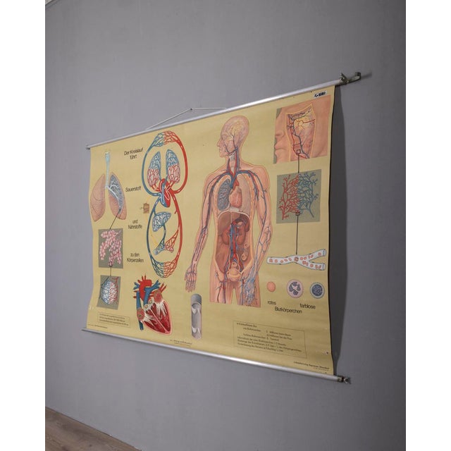 School wall poster printed on canvas paper, "Respiration and Blood Circulation", produced by Lehrmittelverlag Wilhelm...