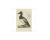 Sepp & Nozeman, Greater Scaup, 1797, Paper For Sale - Image 4 of 5
