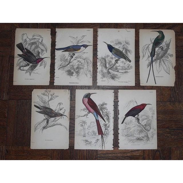 Antique 19th Century Hand-Colored Engravings - Tropical Birds - Set of 7 For Sale In Cincinnati - Image 6 of 6