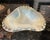 Glass Vintage Hand-Blown Italian Jelly Fish Glass Bowl For Sale - Image 7 of 8