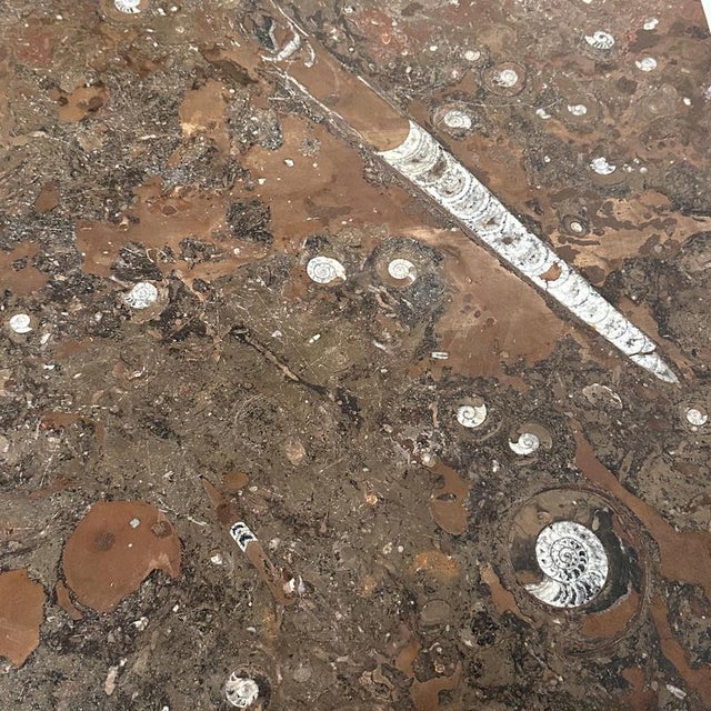 Modern Modernist Fossil Marble Coffee Table with Wooden Base, 1970s For Sale - Image 3 of 10