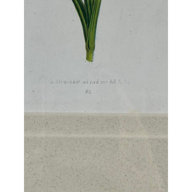 Vintage Trowbridge Custom Framed Botanical Print “Dianthus Caryophyllus” After Louis Stroobant, Belgium 1845-1888 For Sale In Boston - Image 6 of 10