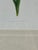 Vintage Trowbridge Custom Framed Botanical Print “Dianthus Caryophyllus” After Louis Stroobant, Belgium 1845-1888 For Sale In Boston - Image 6 of 10