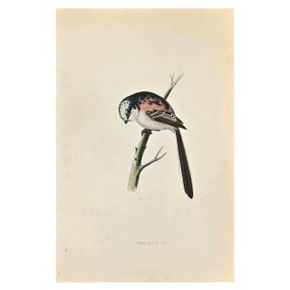 Alexander Francis Lydon, Long-Tailed Tit, Woodcut Print, 1870 For Sale