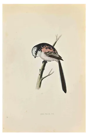 Alexander Francis Lydon, Long-Tailed Tit, Woodcut Print, 1870