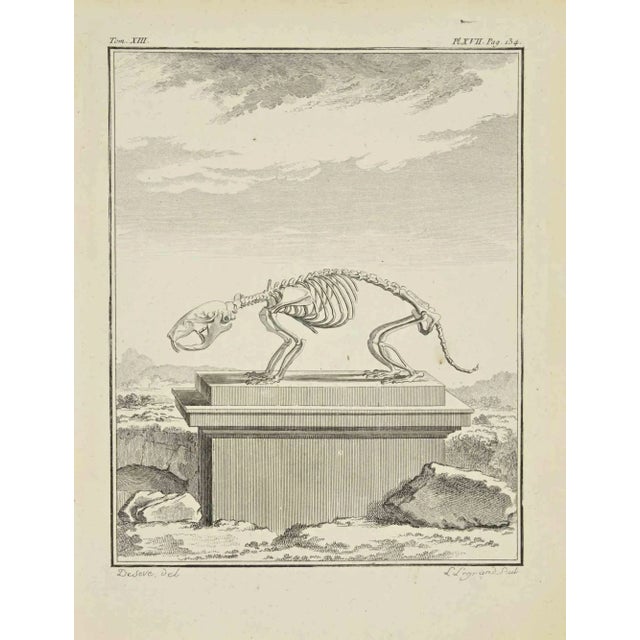 The skeleton is an etching realized in 1771 by Louis Legrand (1723-1807). Titled and signed on the flat. The Artwork...