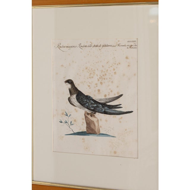 Cream 18th Century Framed Hand Colored Bird Engravings From Italy Reproduction - Set of 9 For Sale - Image 8 of 12