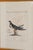 Cream 18th Century Hand Colored Bird Engravings From Italy - Set of 9 For Sale - Image 8 of 12