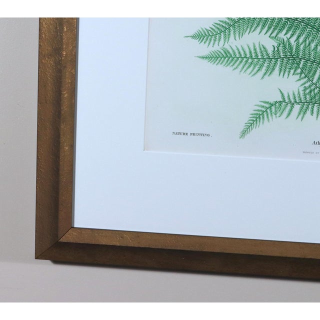 Henry Bradbury Nature-Printed Fern Botanical Prints, Set of Four, Framed For Sale - Image 4 of 18