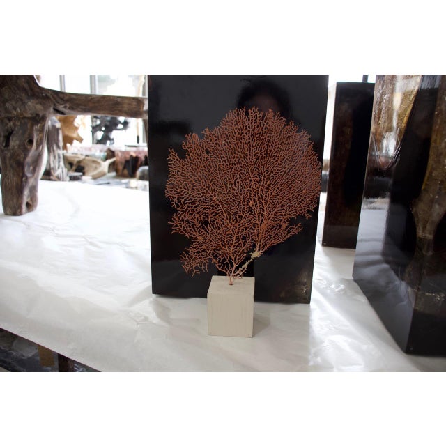 2010s Andrianna Shamaris Coral Fan For Sale - Image 5 of 5