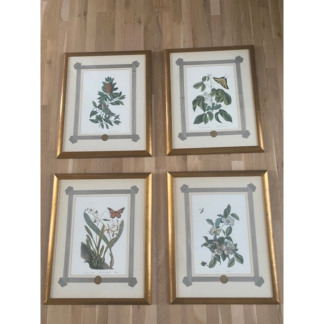 1980s Mark Catesby Hand-Colored Engraving Prints Set of 4 For Sale - Image 13 of 13