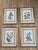 1980s Mark Catesby Hand-Colored Engraving Prints Set of 4 For Sale - Image 13 of 13