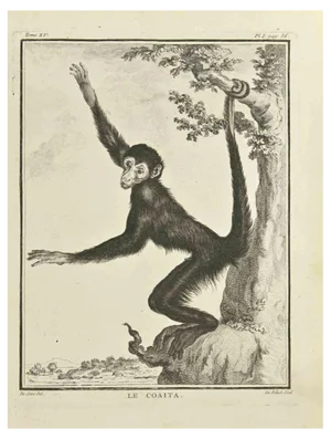 A-J De Fehrt, Le Coita, Etching, 1771