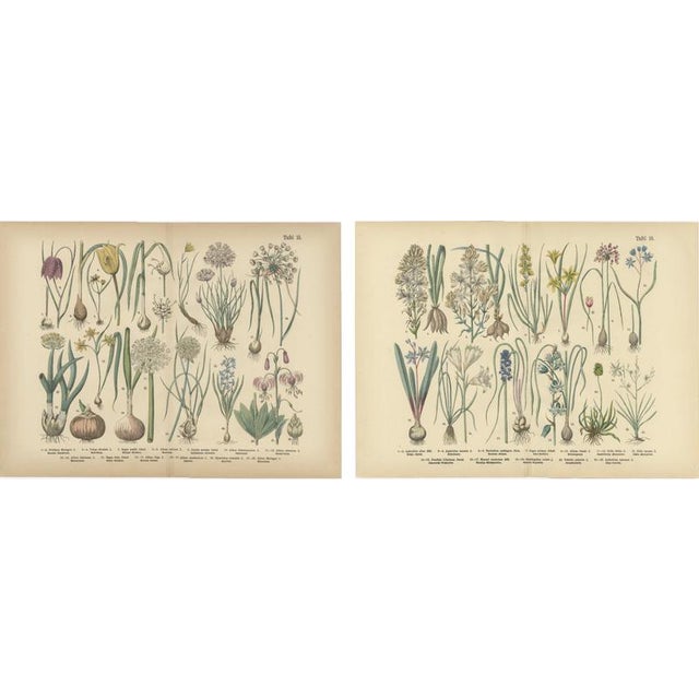 Bulb Flowers, 1885, Paper, Set of 2 For Sale - Image 4 of 9