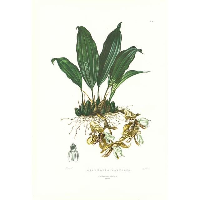 Large 1973 Orchid Flower Lithograph "Stanhopea Martiana" (Von Martius Stanhopea) After James Bateman For Sale