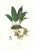 Large 1973 Orchid Flower Lithograph "Stanhopea Martiana" (Von Martius Stanhopea) After James Bateman For Sale