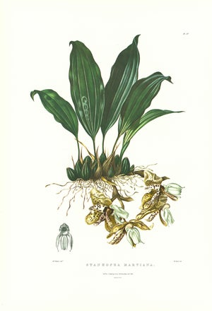 Large 1973 Orchid Flower Lithograph "Stanhopea Martiana" (Von Martius Stanhopea) After James Bateman