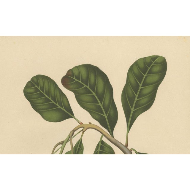 Paper Hoola van Nooten, Cashew Tree Botanical, 1880, Chromolithograph For Sale - Image 7 of 9