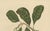 Paper Hoola van Nooten, Cashew Tree Botanical, 1880, Chromolithograph For Sale - Image 7 of 9