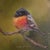 A trio of original oil paintings on paper, each one a plump, big-eyed character study of a songbird - round-bodied,...