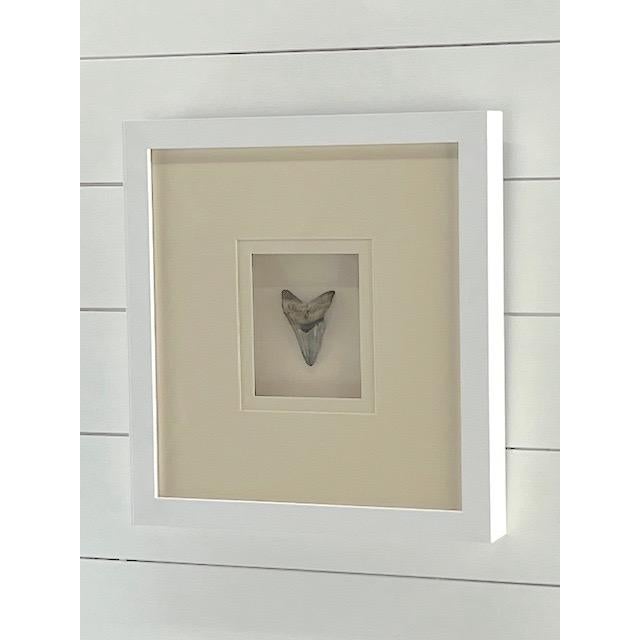 Framed Megladon Tooth For Sale - Image 4 of 4