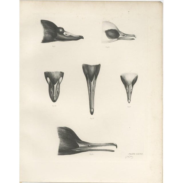 Lilian Marguerite Medland, Bills of the Sawbills and Sea Ducks, 1909, Print For Sale - Image 3 of 9