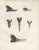 Lilian Marguerite Medland, Bills of the Sawbills and Sea Ducks, 1909, Print For Sale - Image 3 of 9