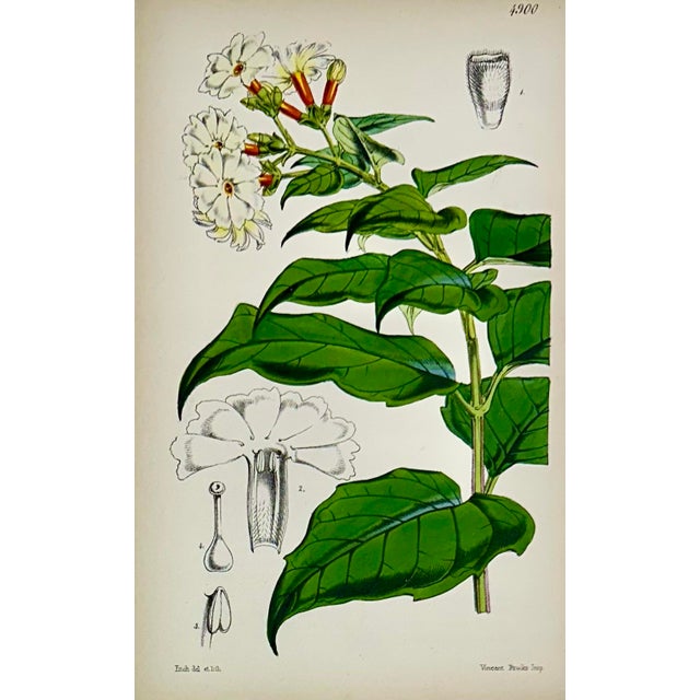 Mid 19th Century Tropical Botanical Engravings by William Curtis, 1856 (Set of 4) For Sale - Image 5 of 6
