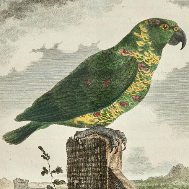 Antique Set of Eight Hand Colored Parrot Engravings For Sale - Image 11 of 18